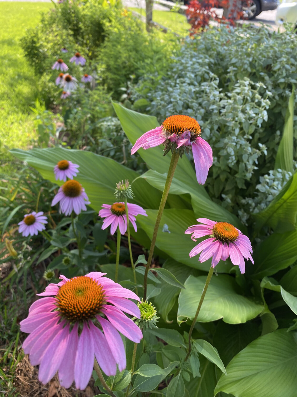 Gardening